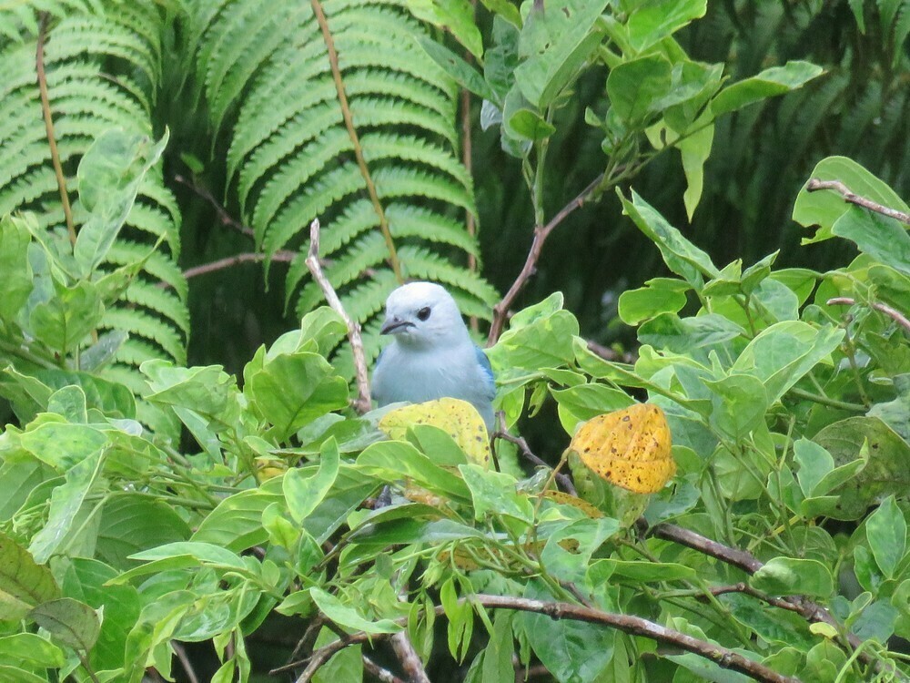 Blue-gray Tanager - ML646057784