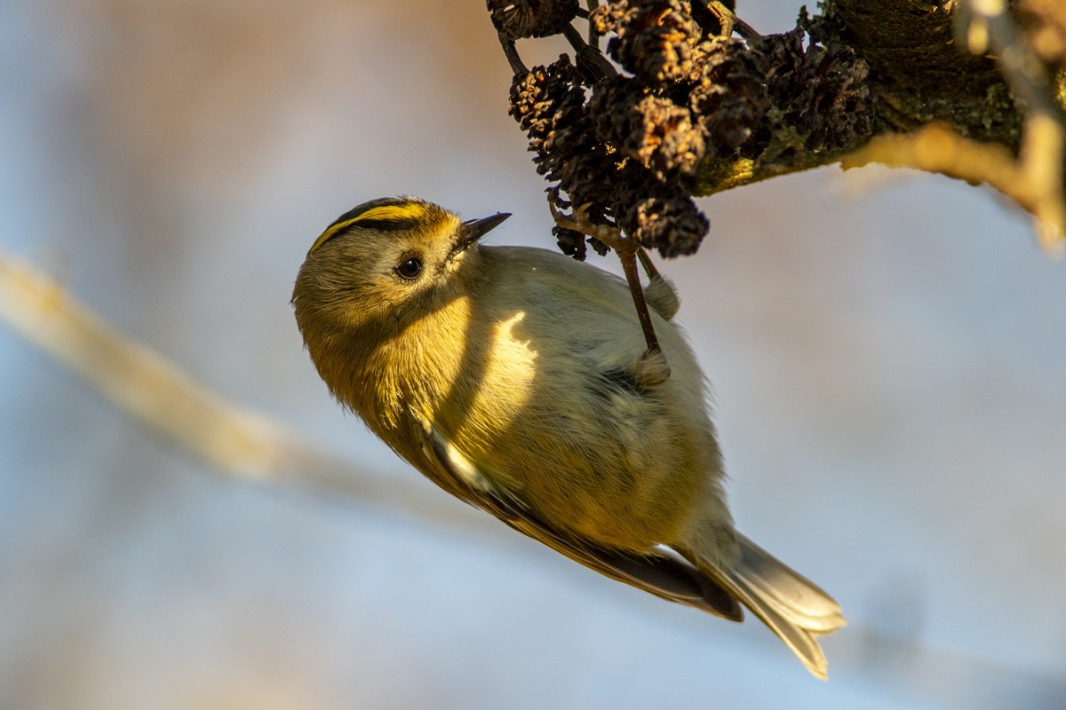Goldcrest - ML646057790