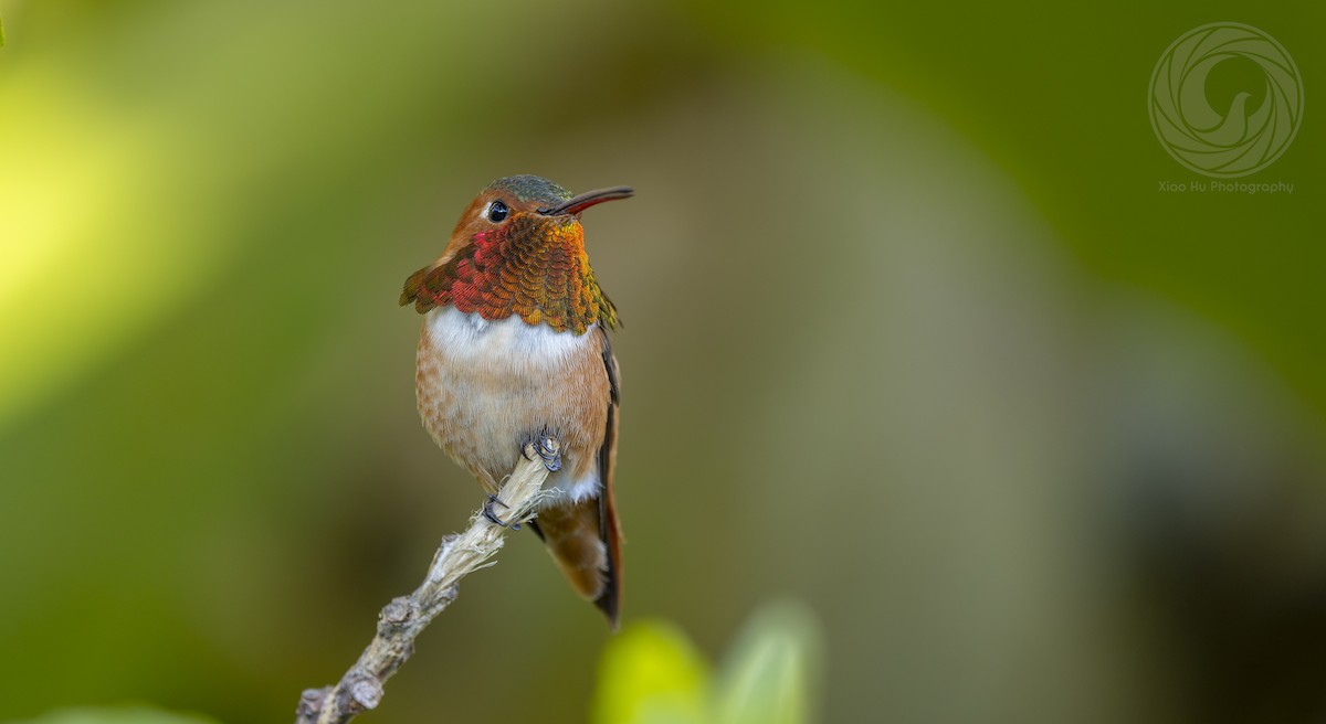 Allen's Hummingbird - ML646057792