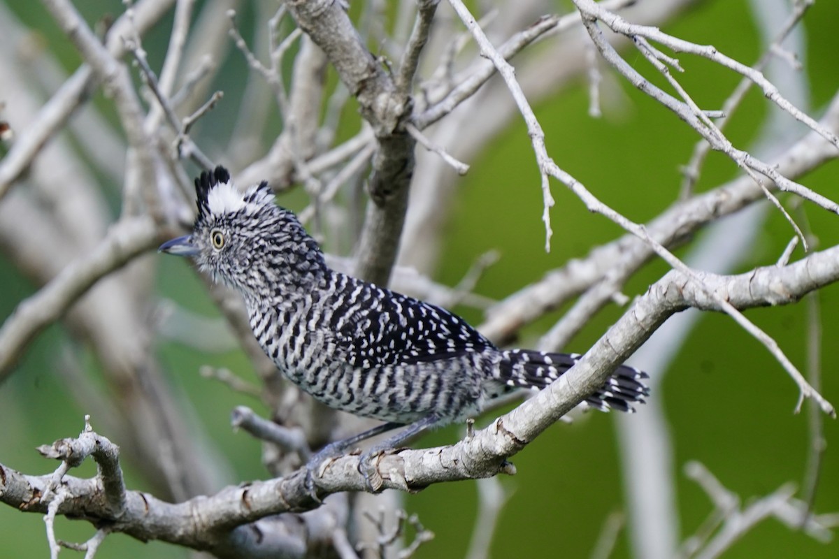 Batará Barrado - ML646057796