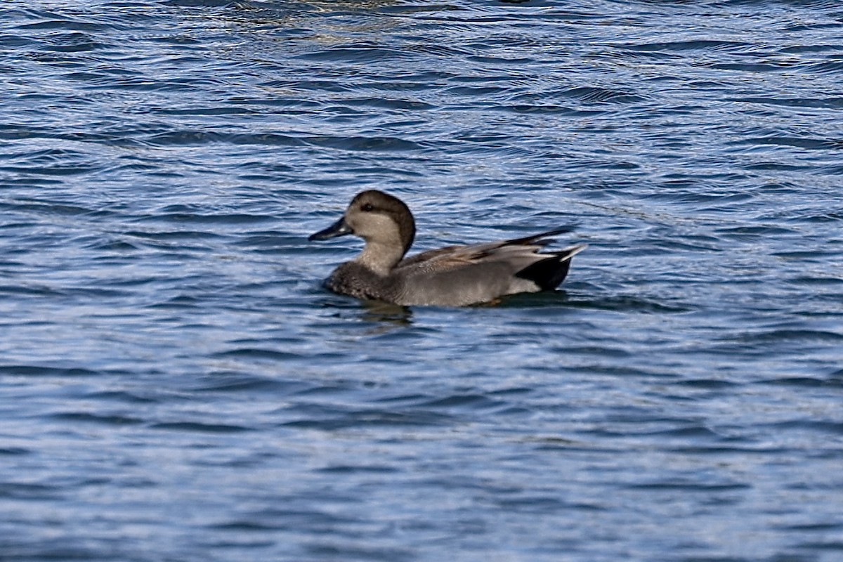 オカヨシガモ - ML646057800