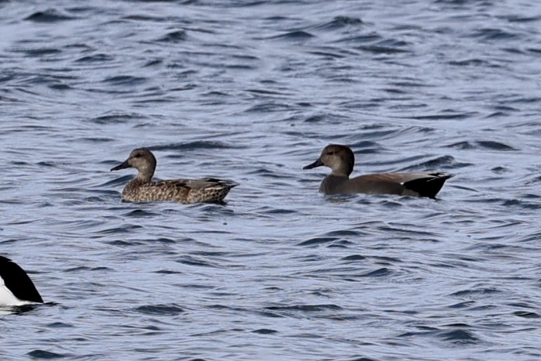 オカヨシガモ - ML646057801