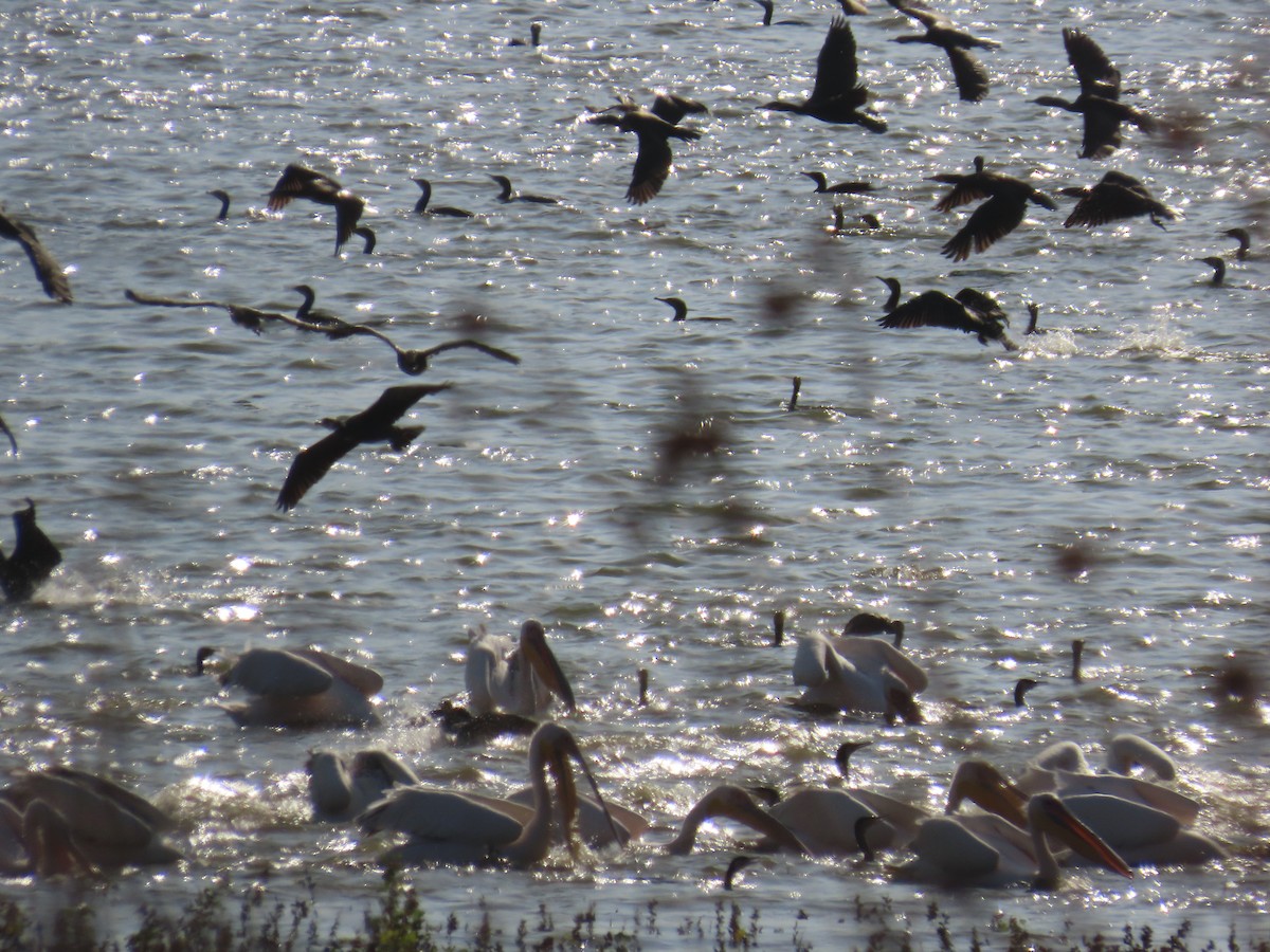 Great White Pelican - ML646057803