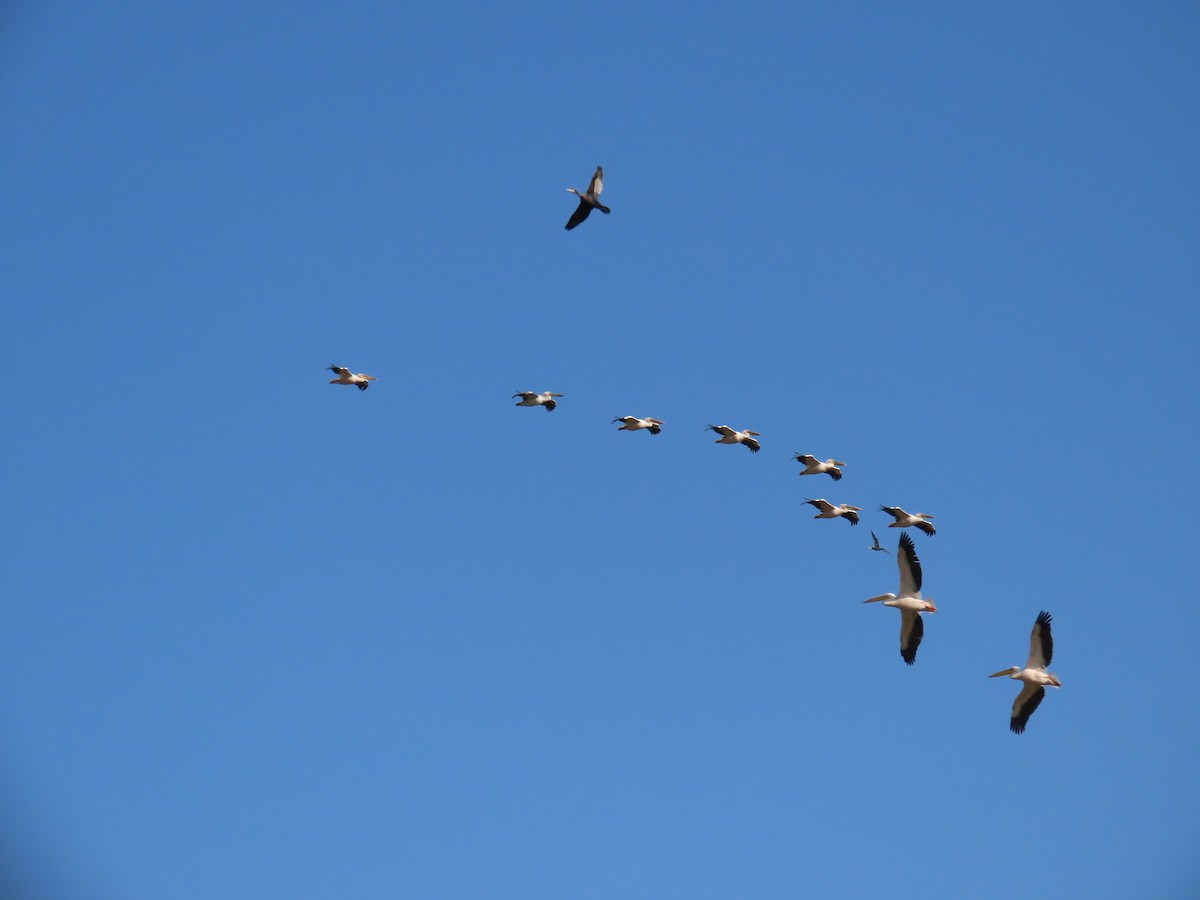Great White Pelican - ML646057804