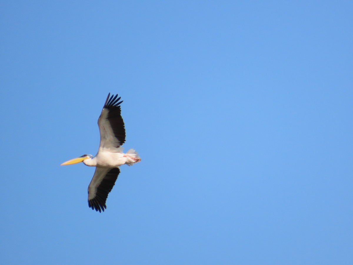 Great White Pelican - ML646057805