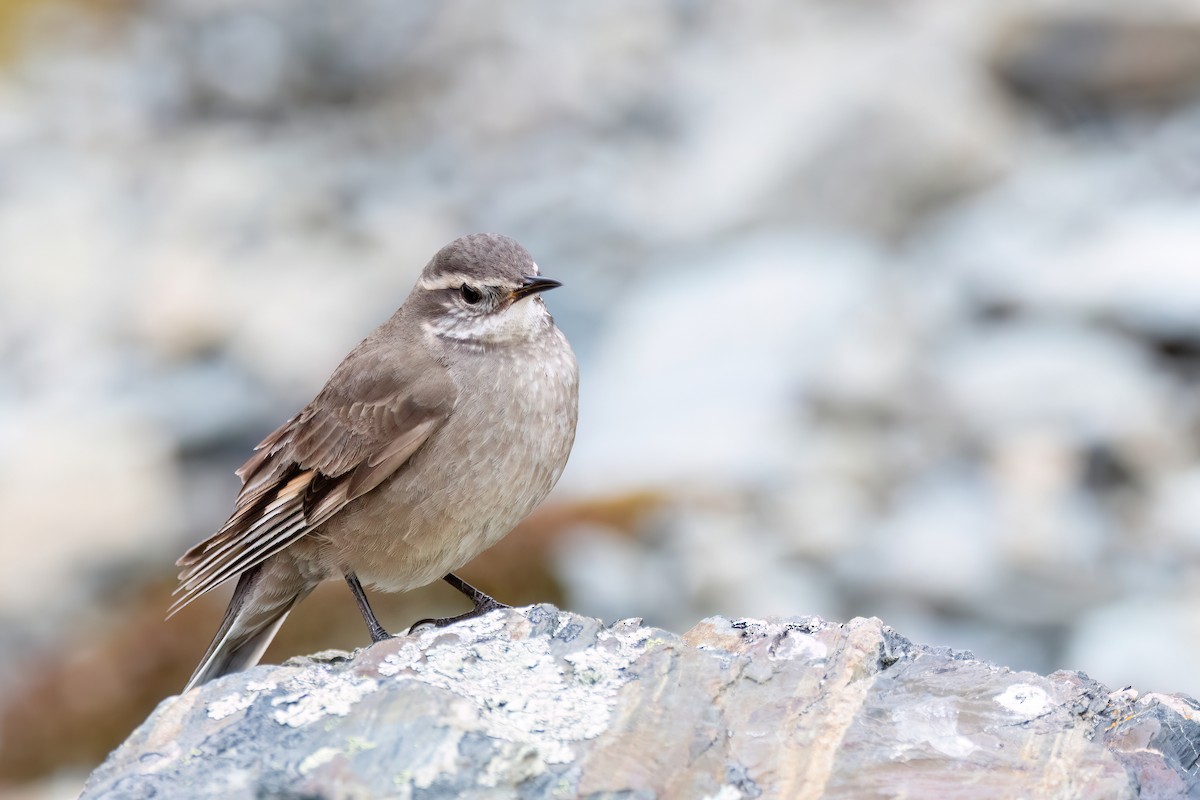 Buff-winged Cinclodes - ML646057813