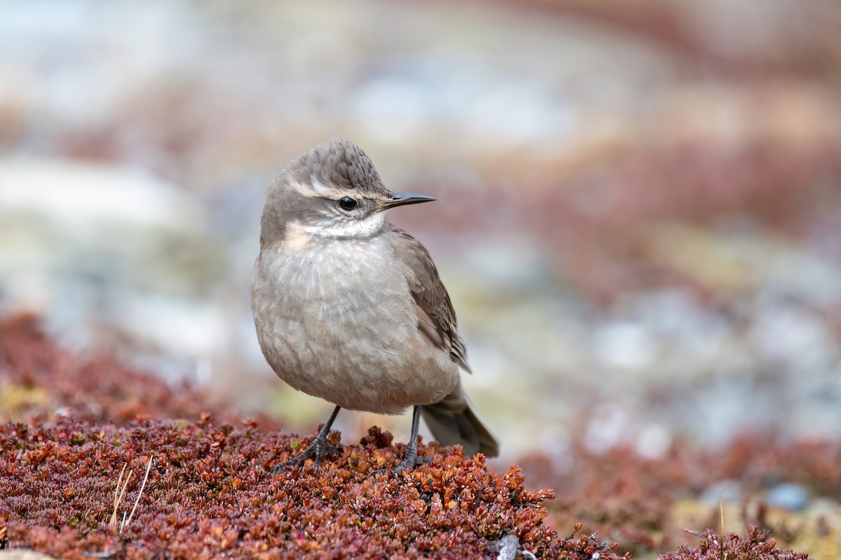 Buff-winged Cinclodes - ML646057815