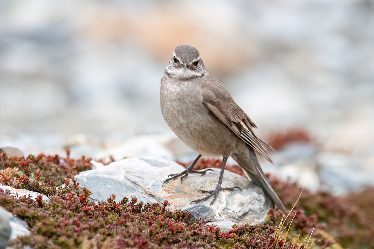 Buff-winged Cinclodes - ML646057816