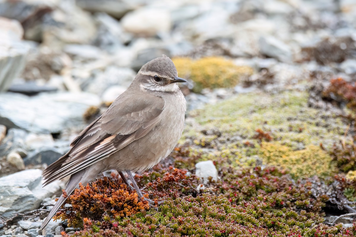 Buff-winged Cinclodes - ML646057817