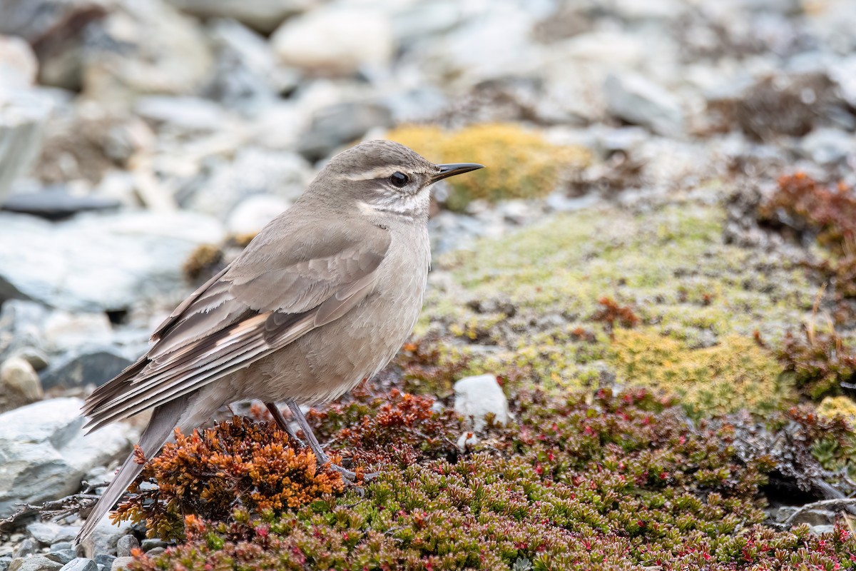 Buff-winged Cinclodes - ML646057818