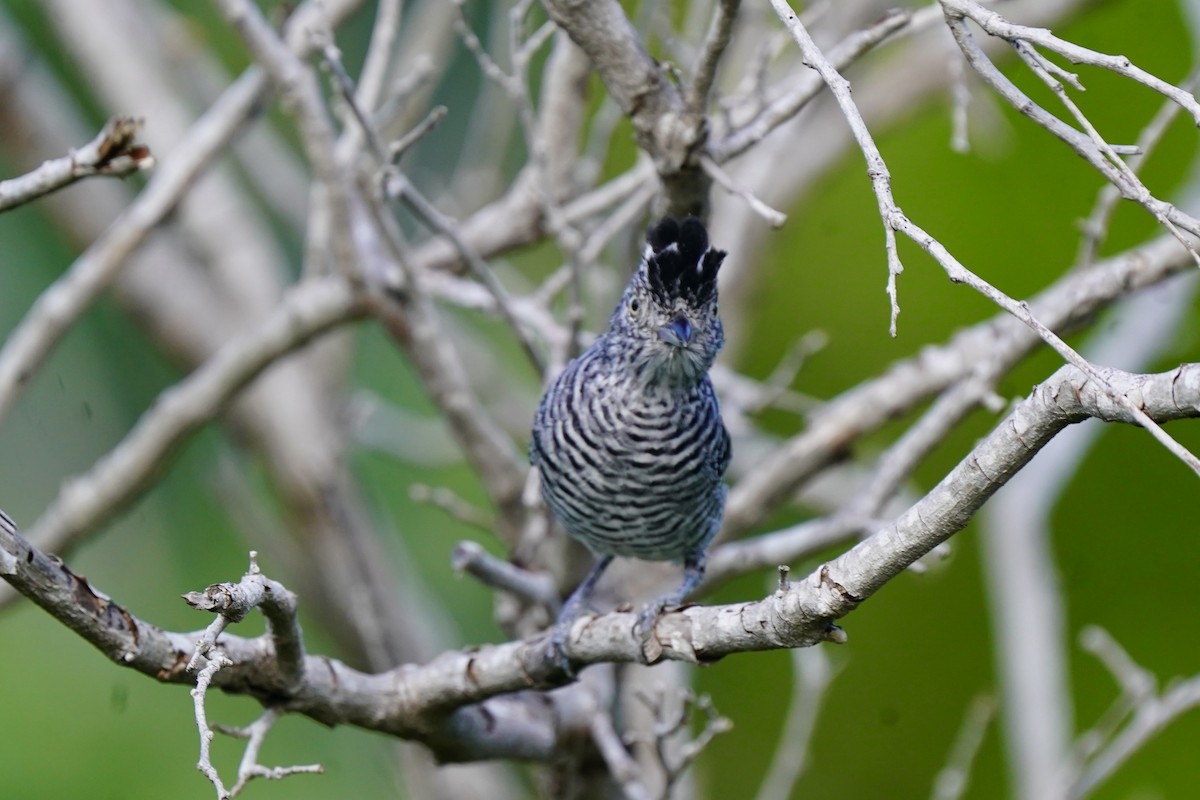 Batará Barrado - ML646057819