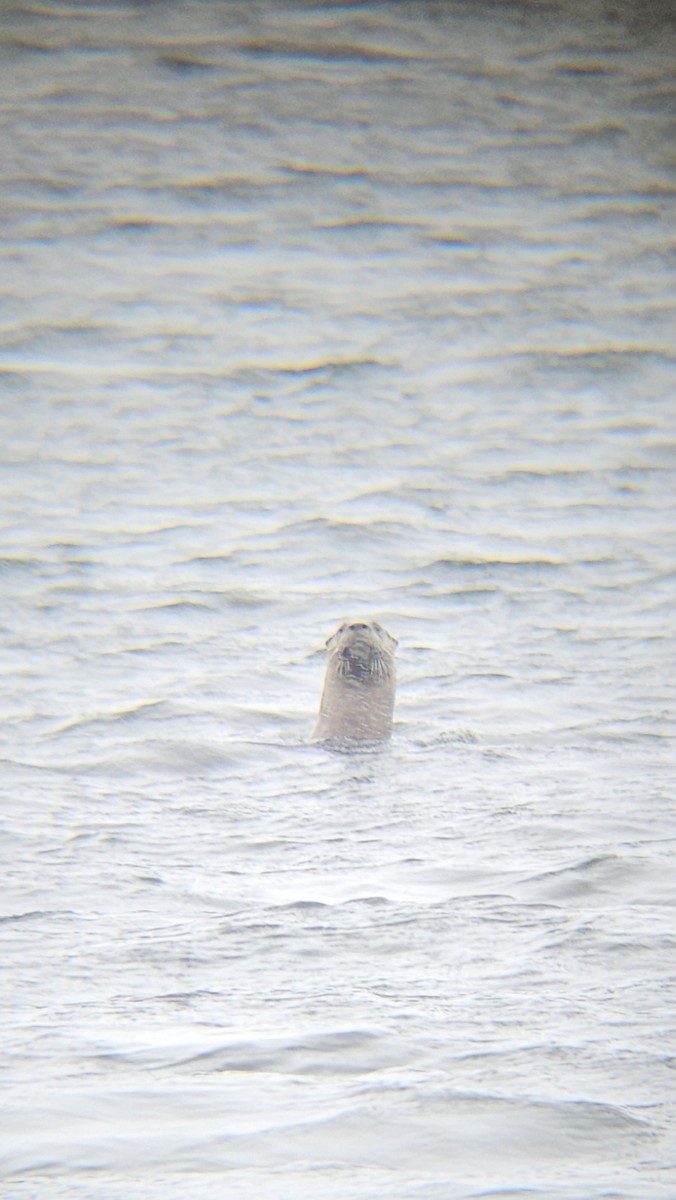 North American River Otter - ML646057820