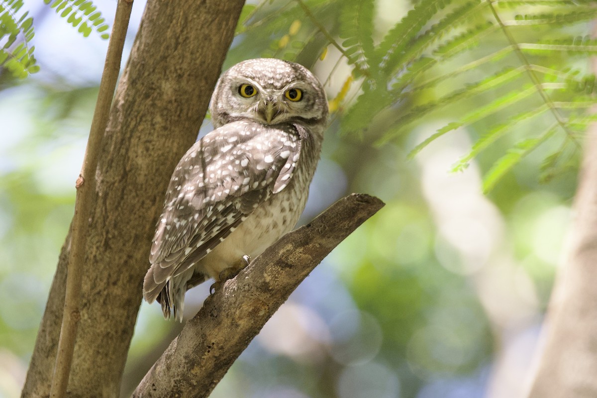 Spotted Owlet - ML646057826