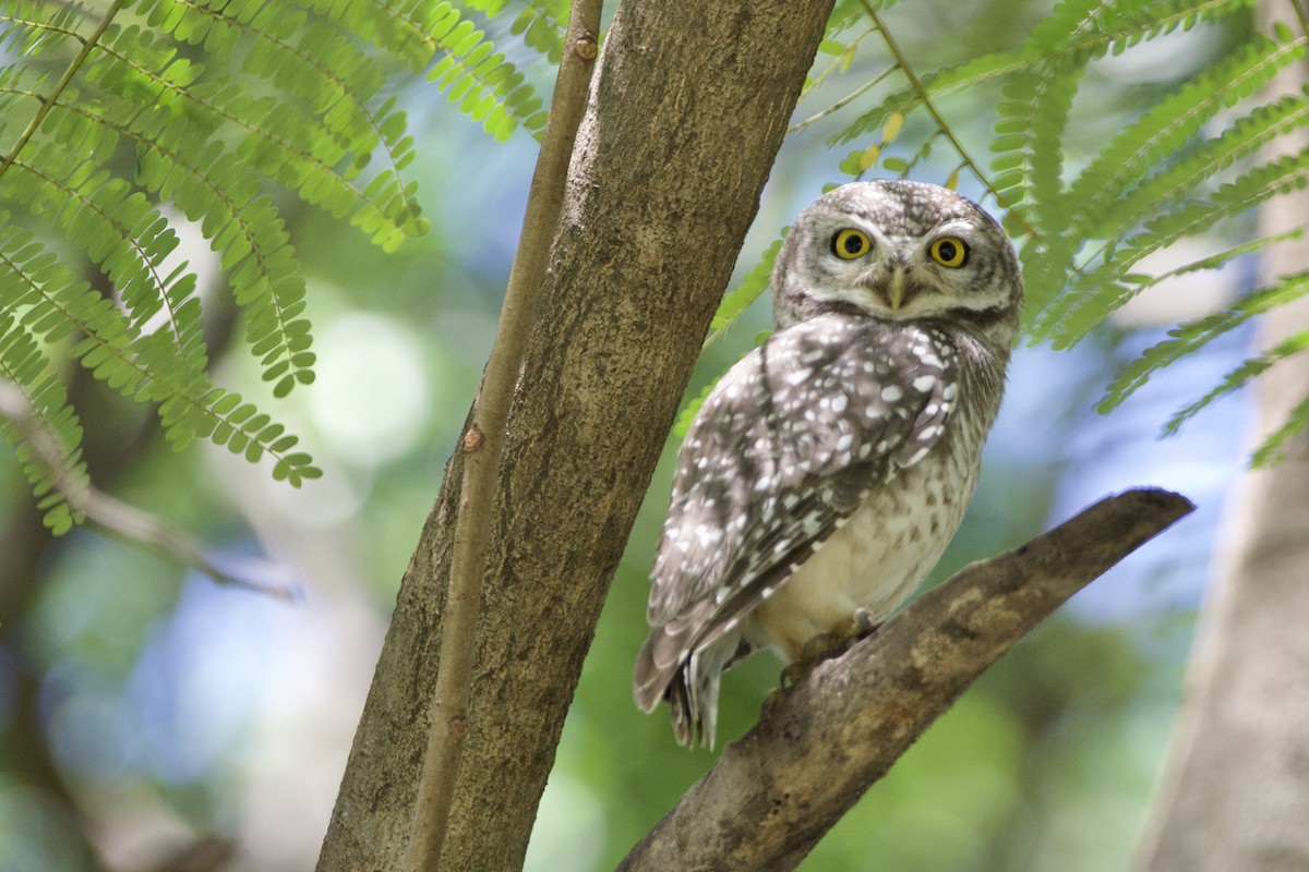 Spotted Owlet - ML646057827