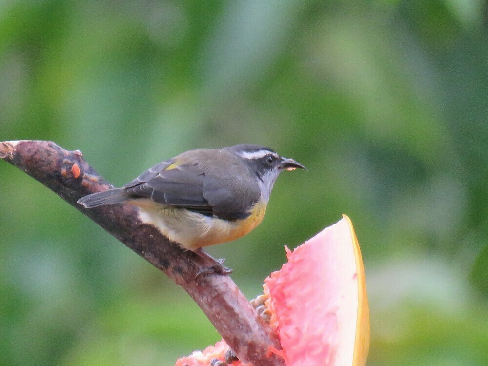Bananaquit - ML646057829