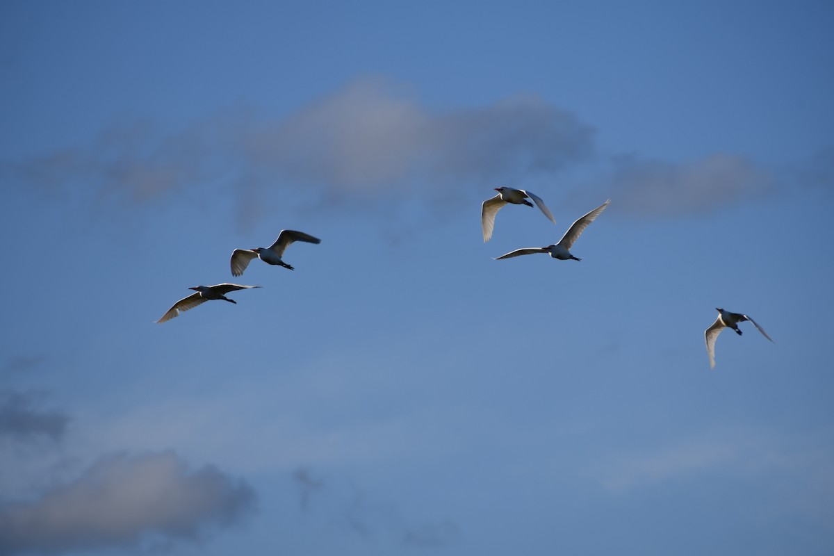Western Cattle-Egret - ML646057830