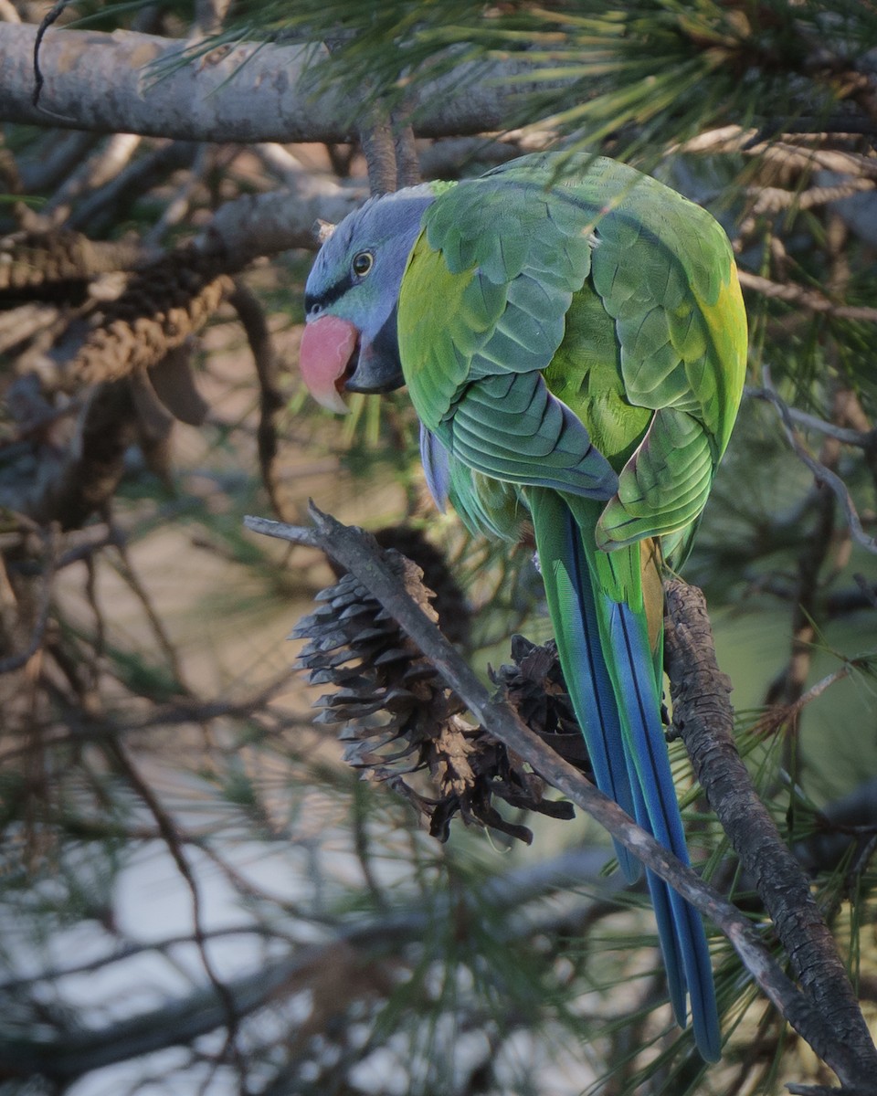 Derbyan Parakeet - ML646057833