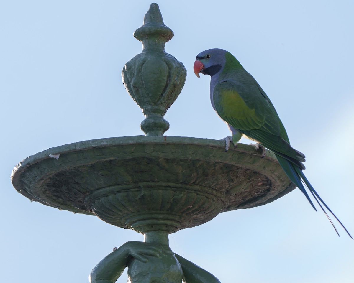 Derbyan Parakeet - ML646057834