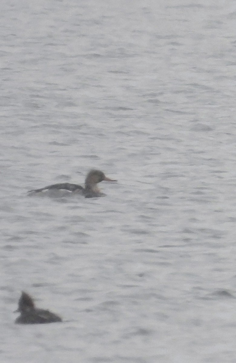 Serreta Mediana - ML646057836