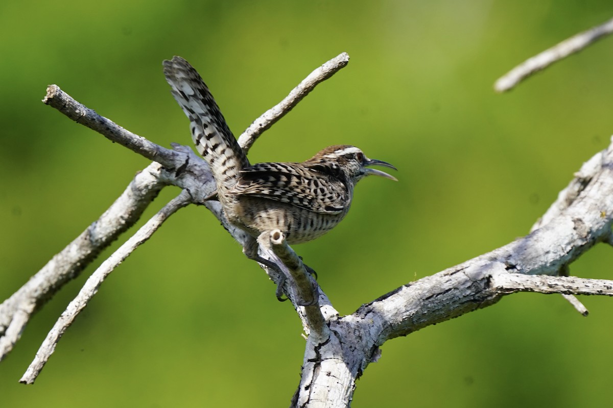 Yucatan Wren - ML646057837