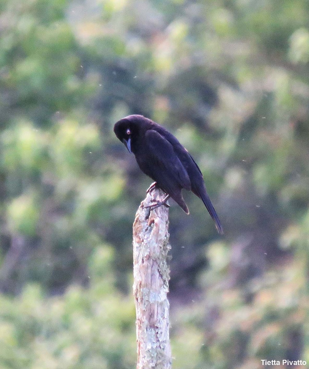 Giant Cowbird - ML646057840