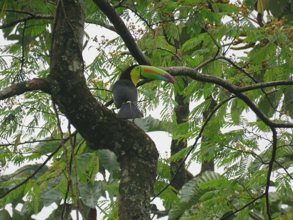 Keel-billed Toucan - ML646057843