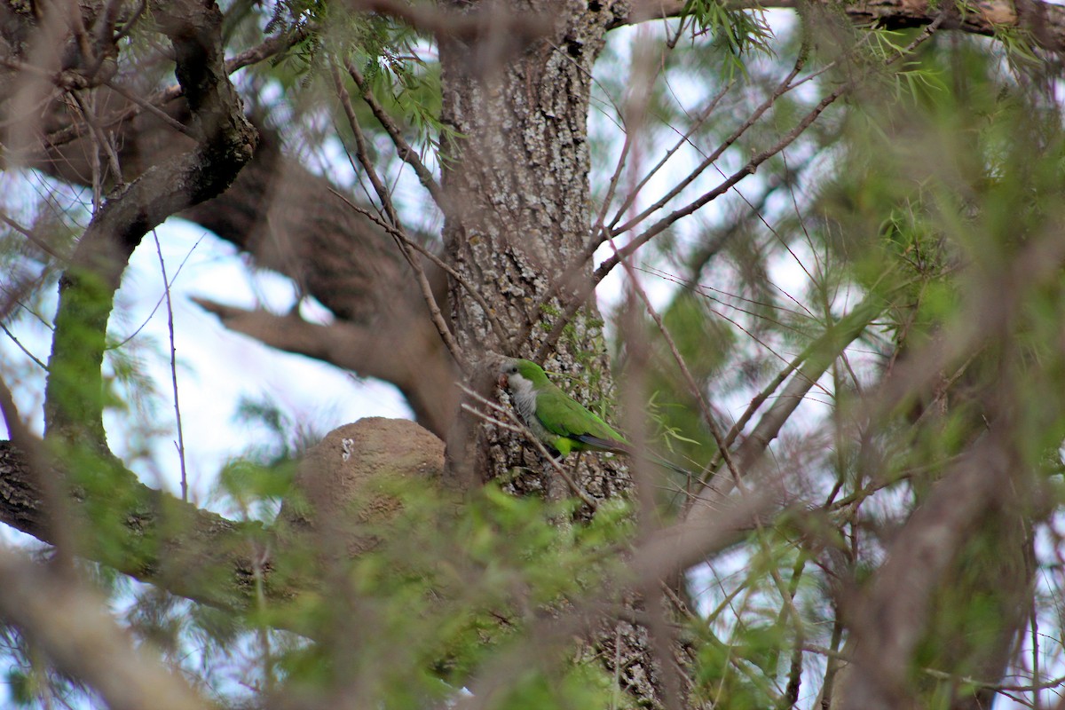 Mönchssittich - ML646057844