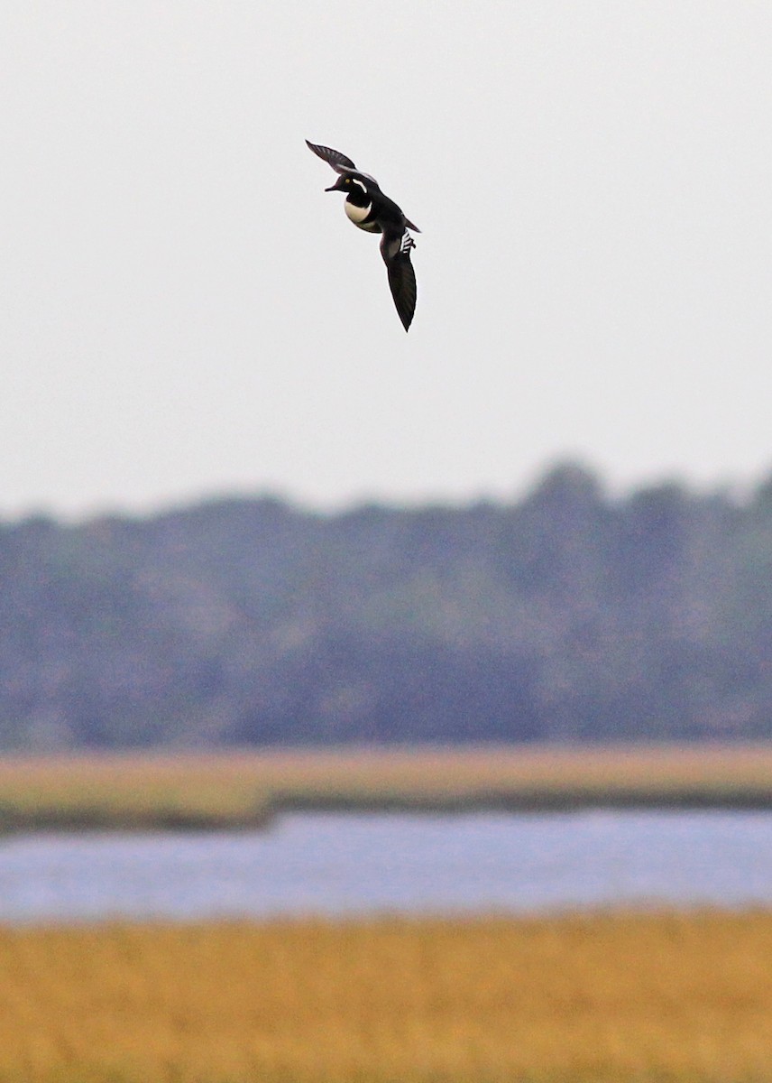Hooded Merganser - ML646057848
