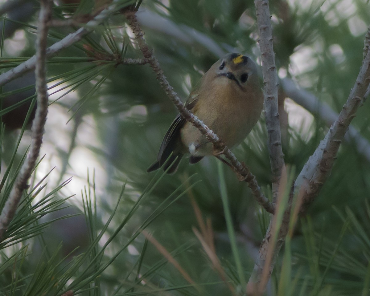 Regolo - ML646057851