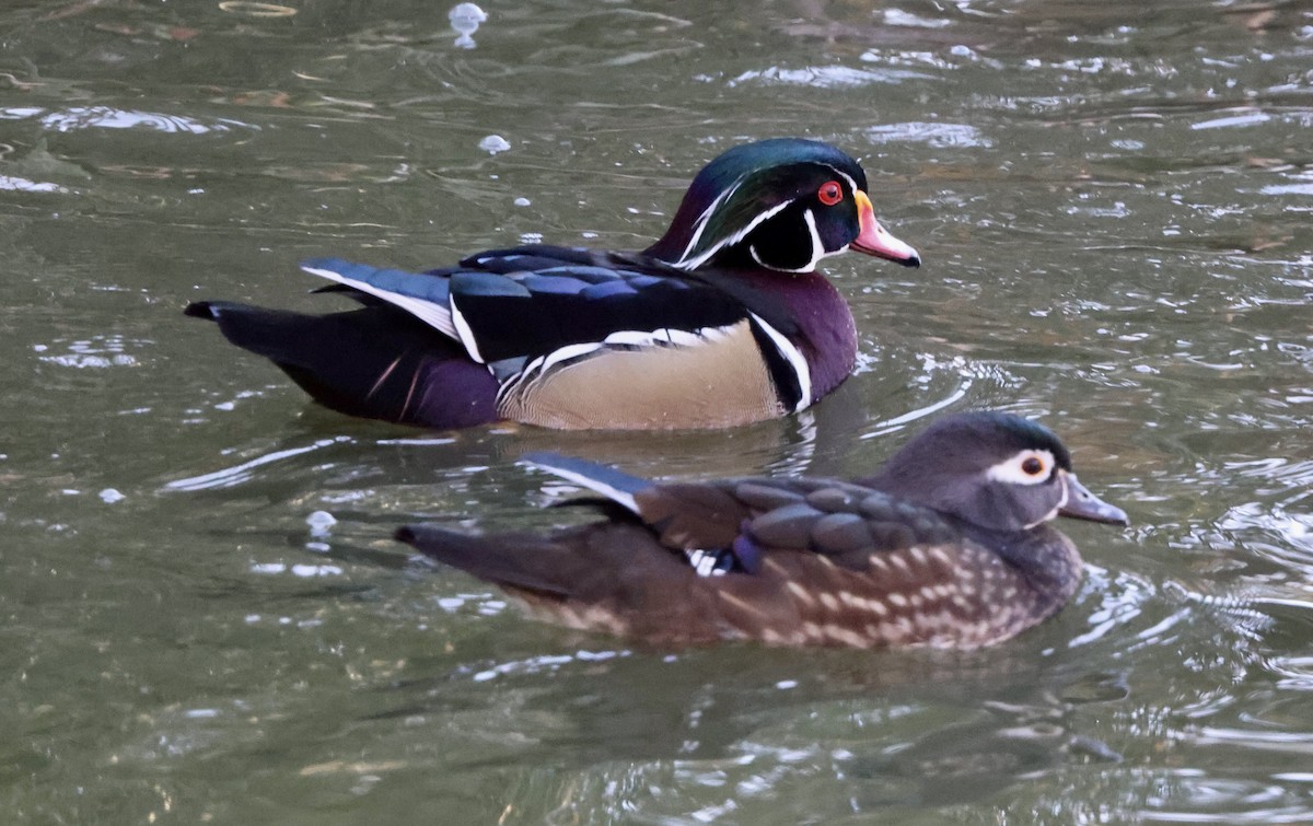 Ahate karolinarra - ML646057852