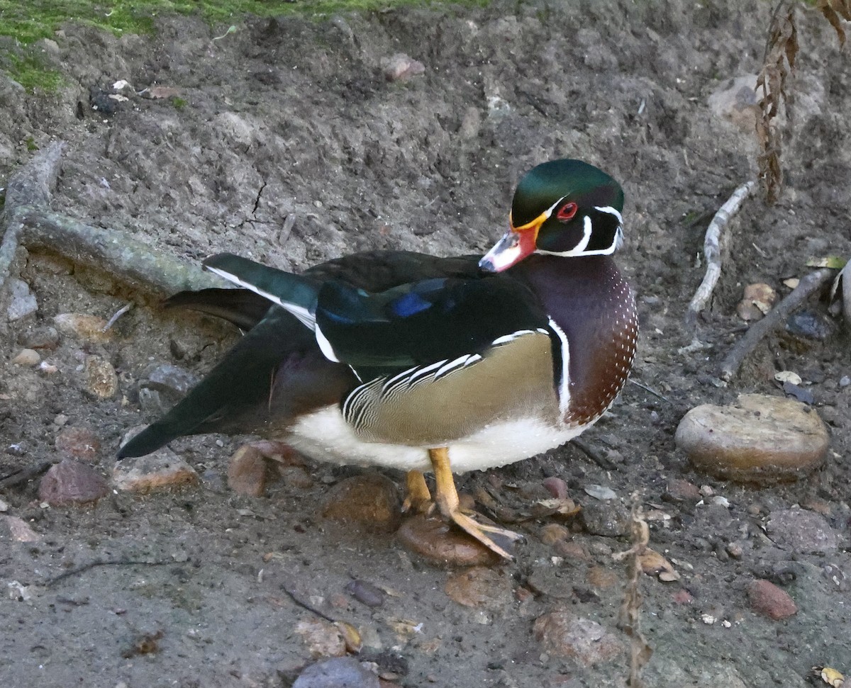 Ahate karolinarra - ML646057853