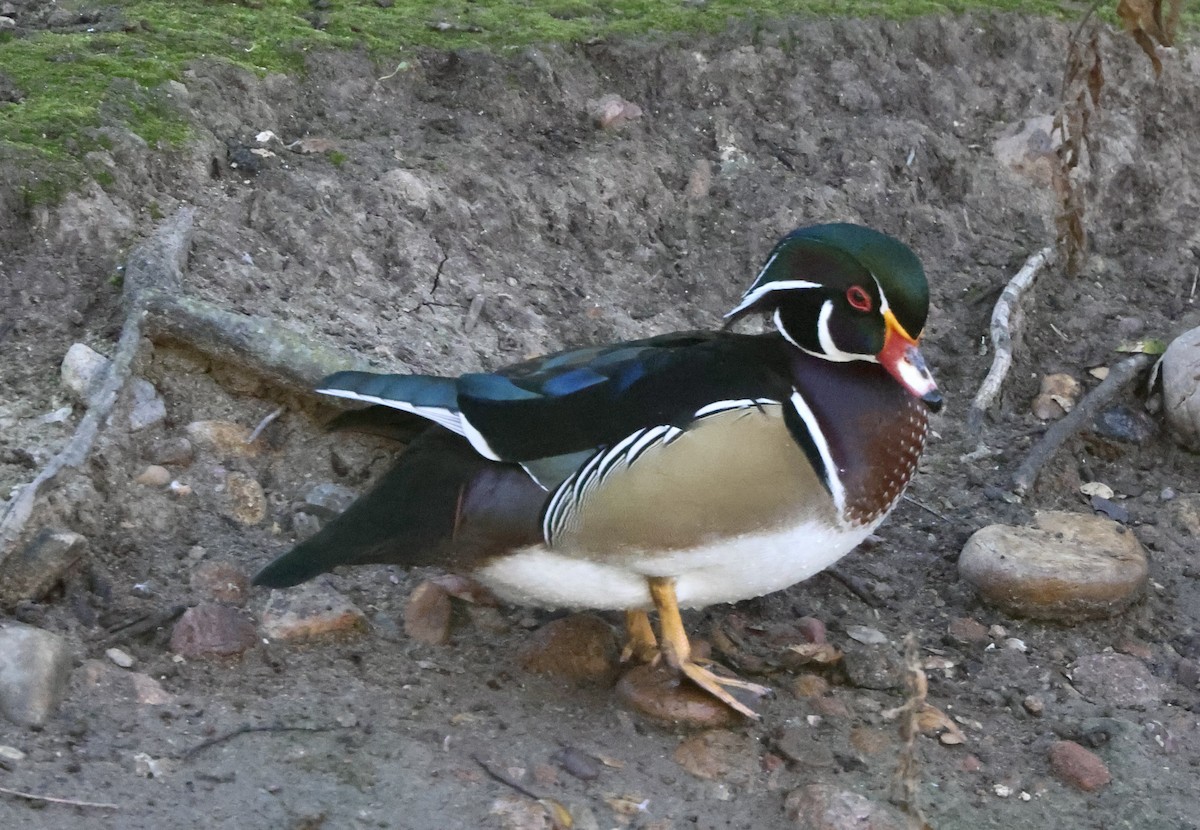 Ahate karolinarra - ML646057854