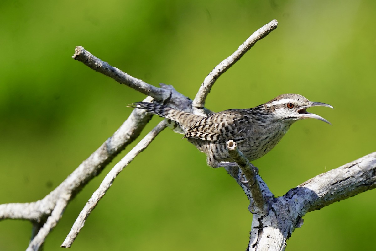 Yucatan Wren - ML646057855