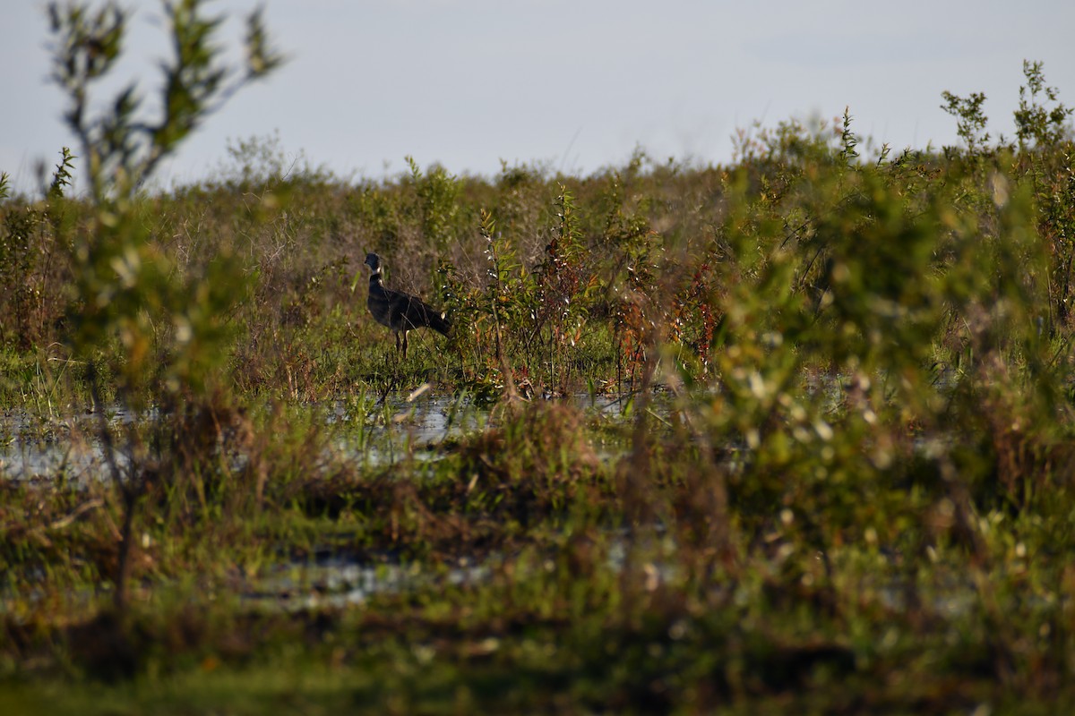 Southern Screamer - ML646057856