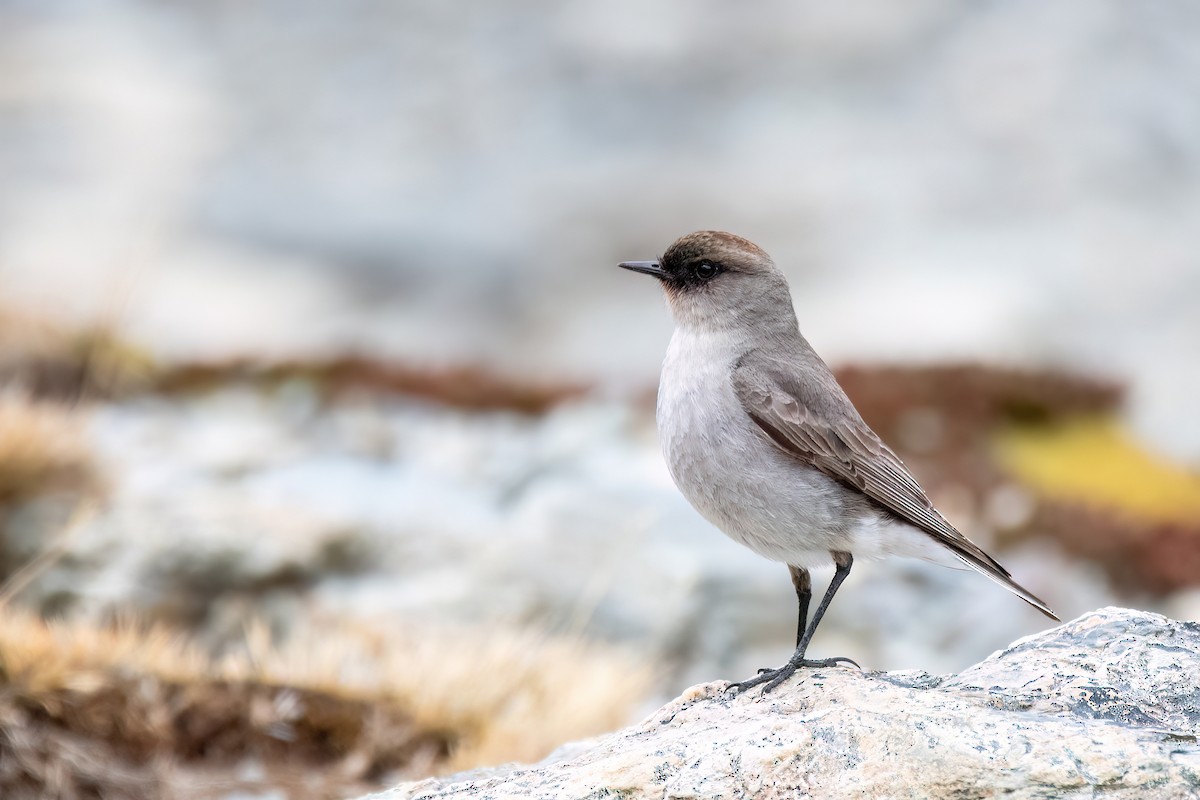 Maskengrundtyrann - ML646057858