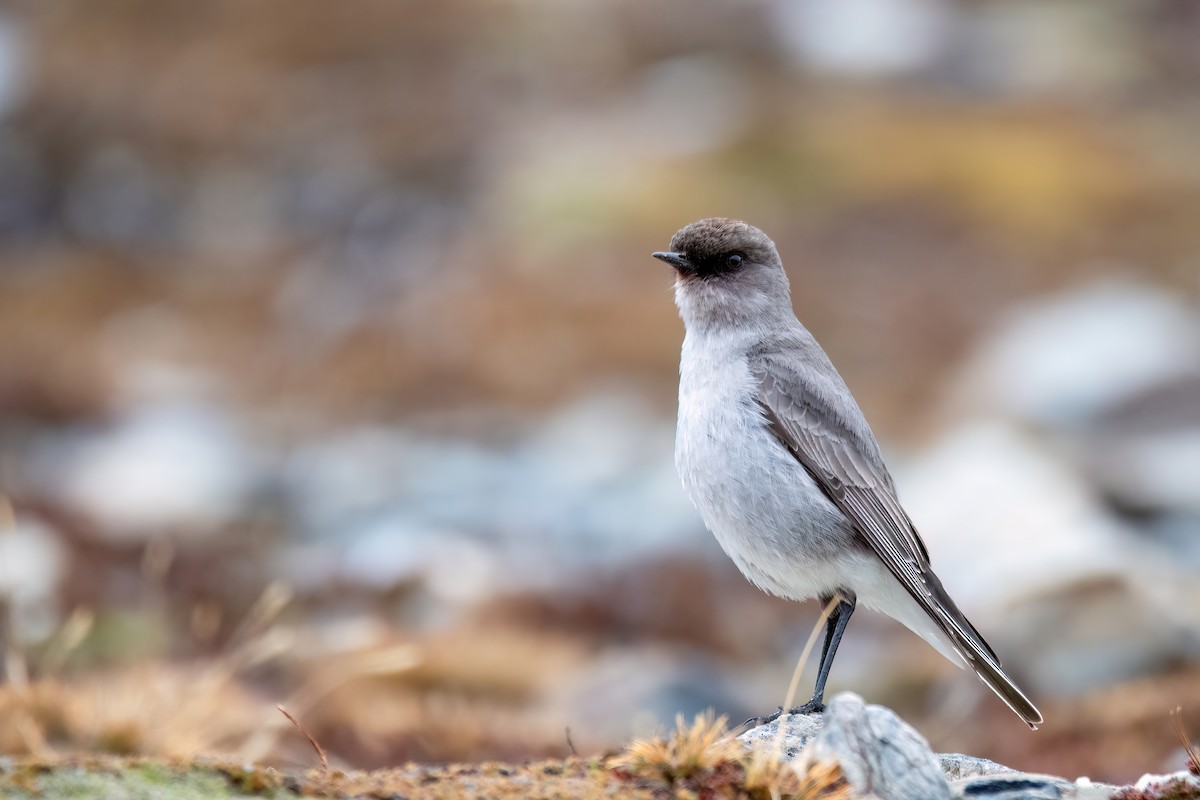 Maskengrundtyrann - ML646057859