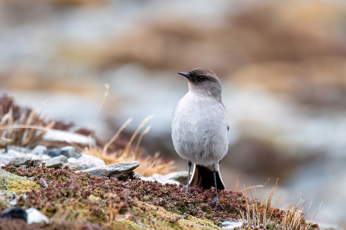 Maskengrundtyrann - ML646057860