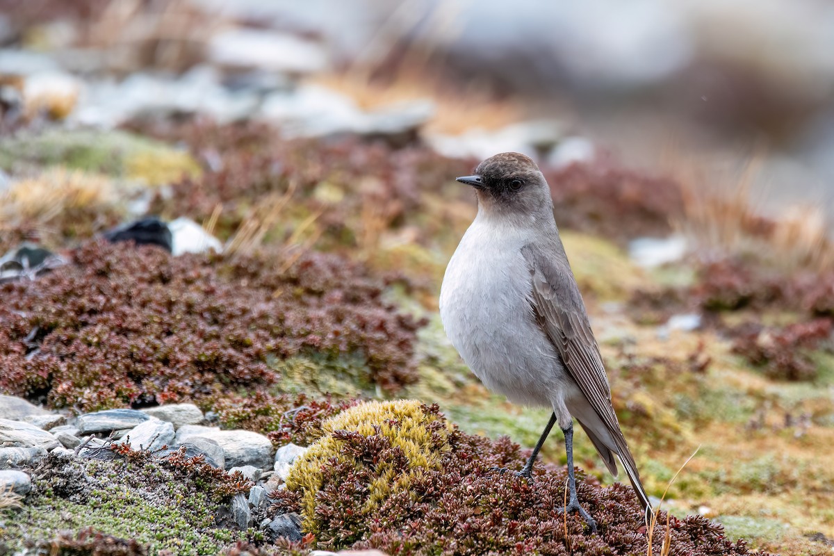 Maskengrundtyrann - ML646057862