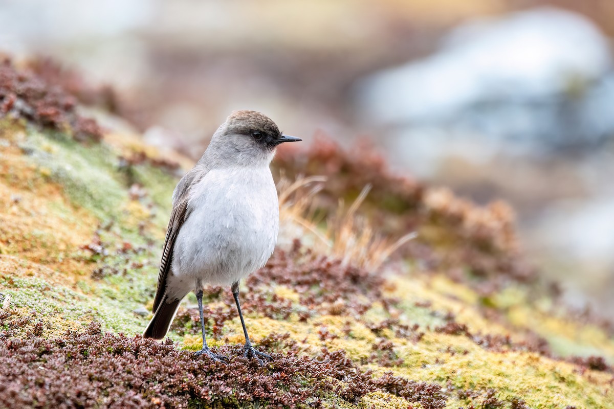 Maskengrundtyrann - ML646057863