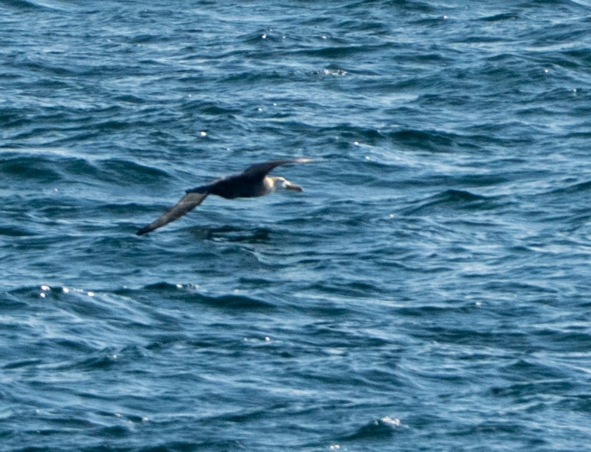 Albatros galapagoarra - ML646057864