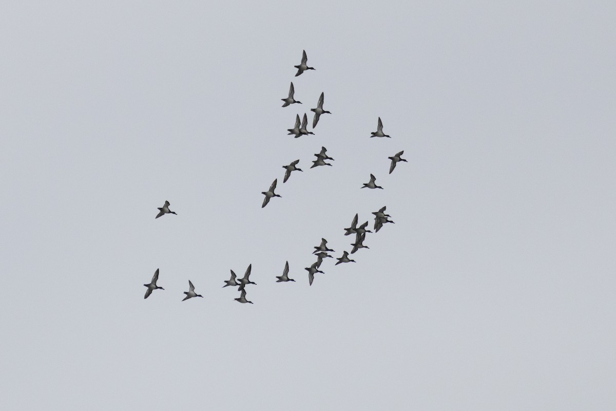 Serreta Mediana - ML646057866