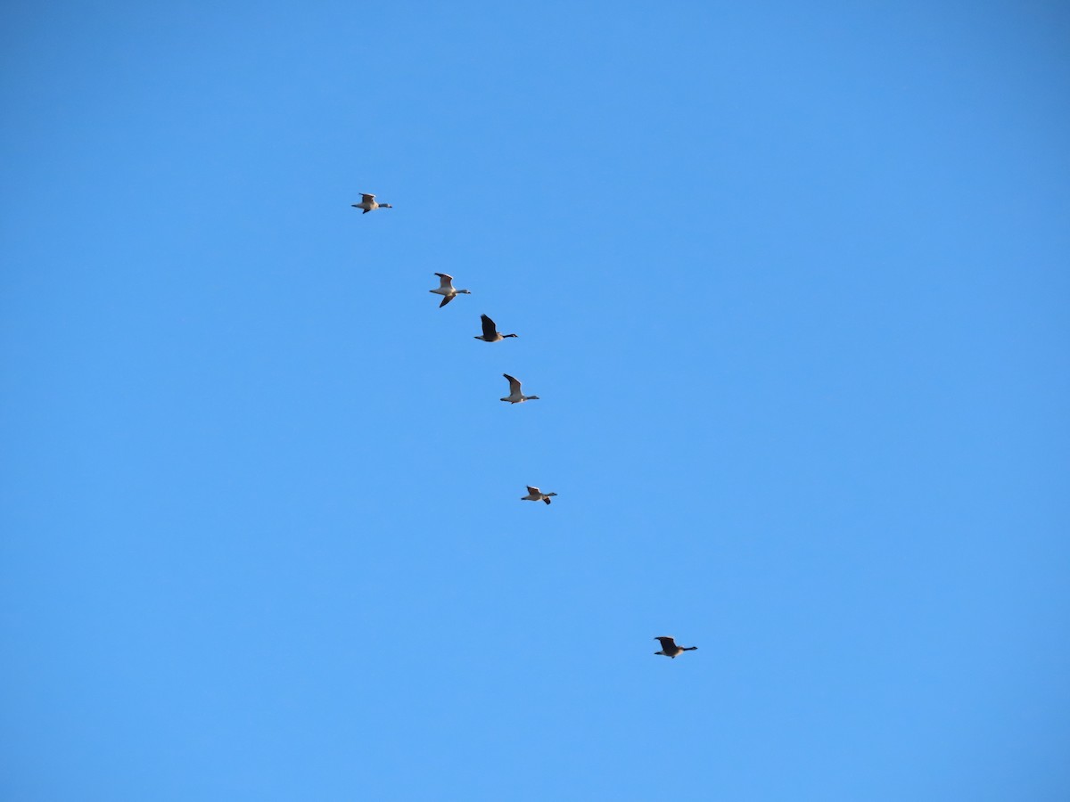 husa sněžní - ML646057874