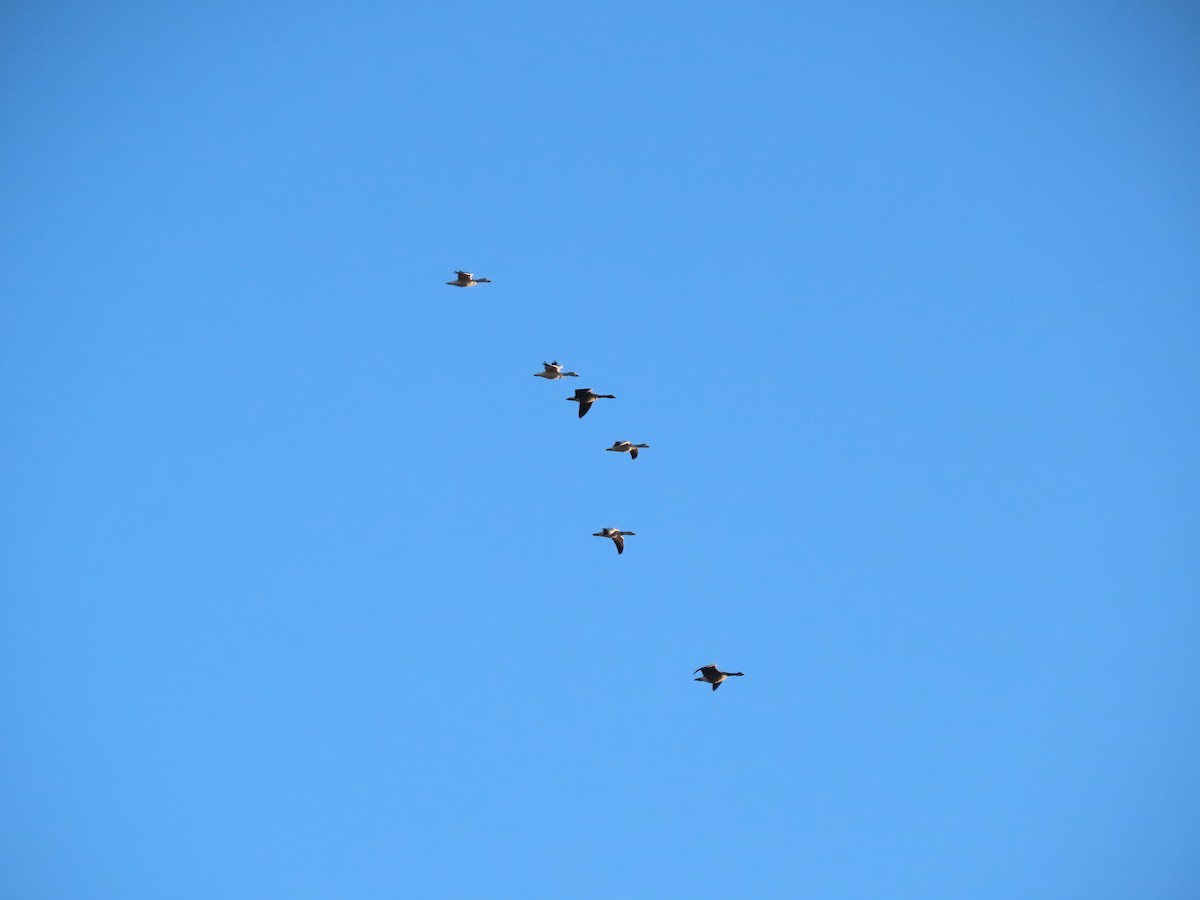 husa sněžní - ML646057875