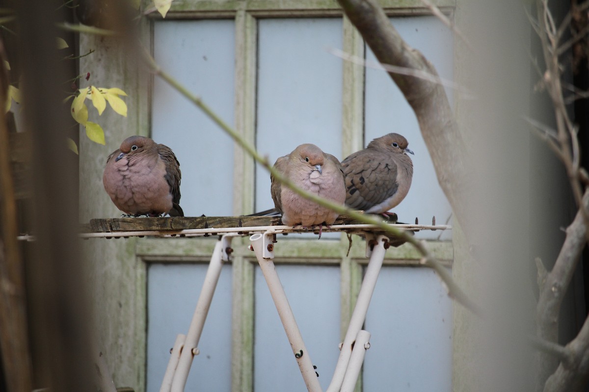 Mourning Dove - ML646057876