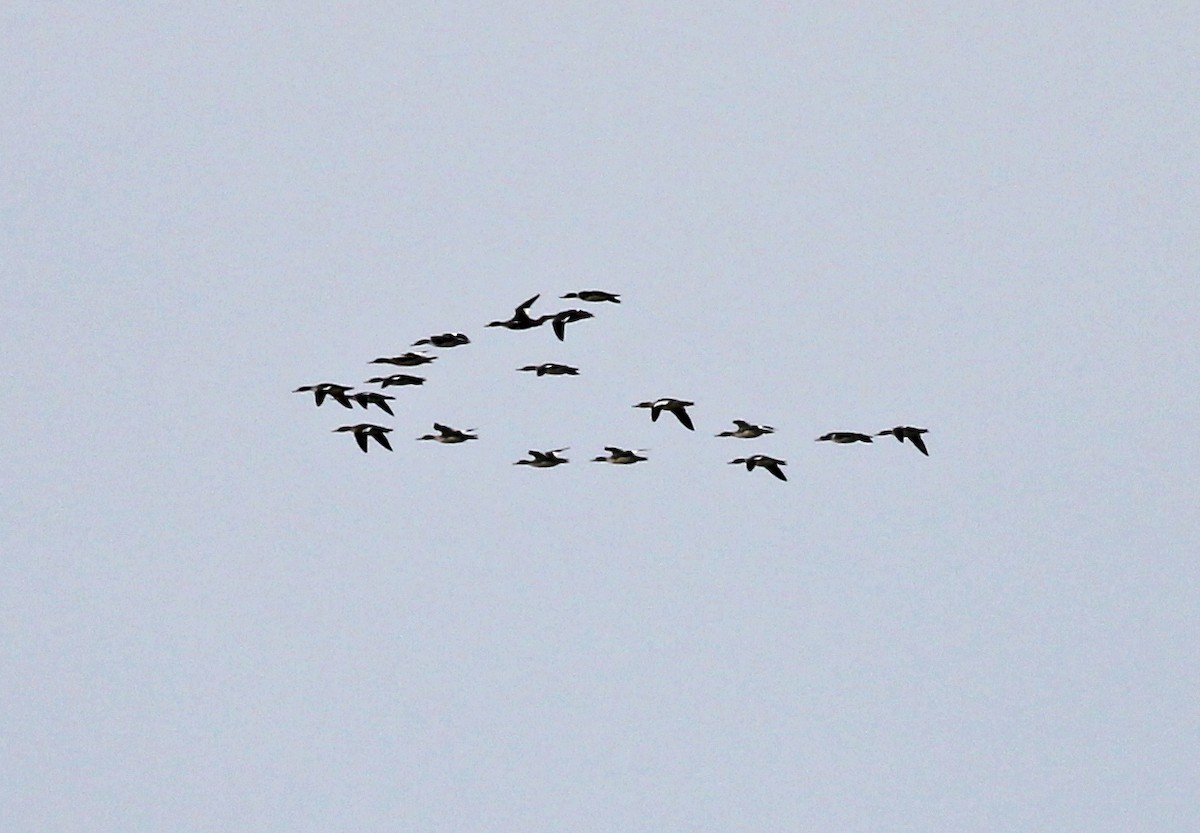 Serreta Mediana - ML646057878