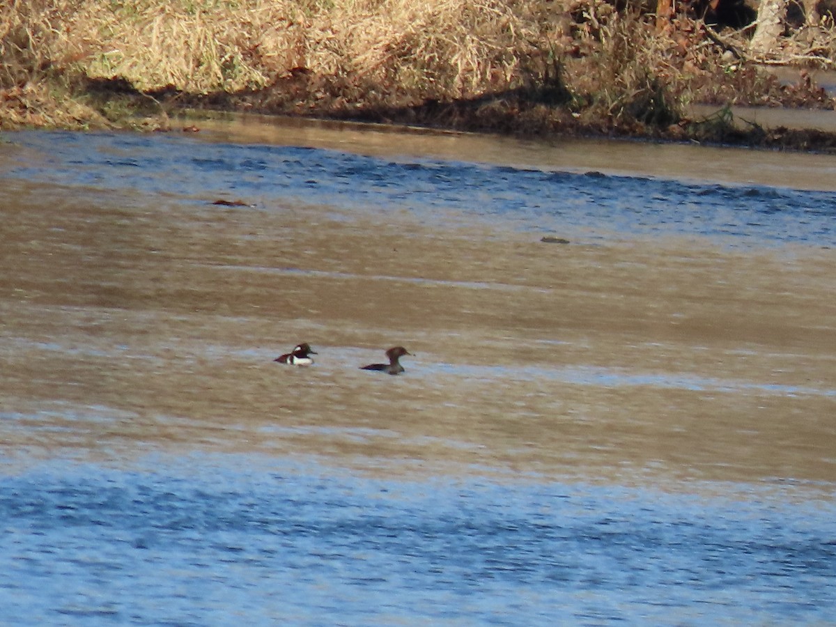 morčák chocholatý - ML646057880