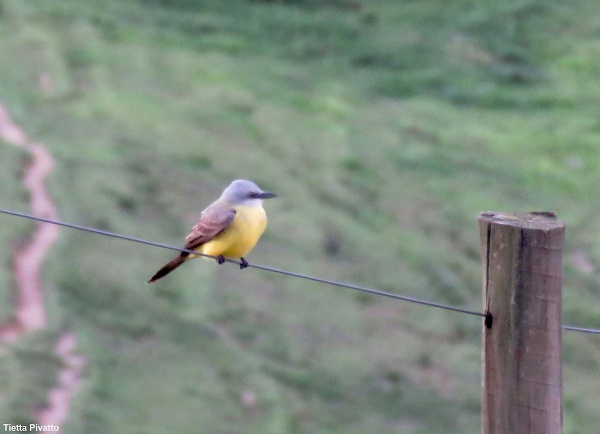 White-throated Kingbird - ML646057881