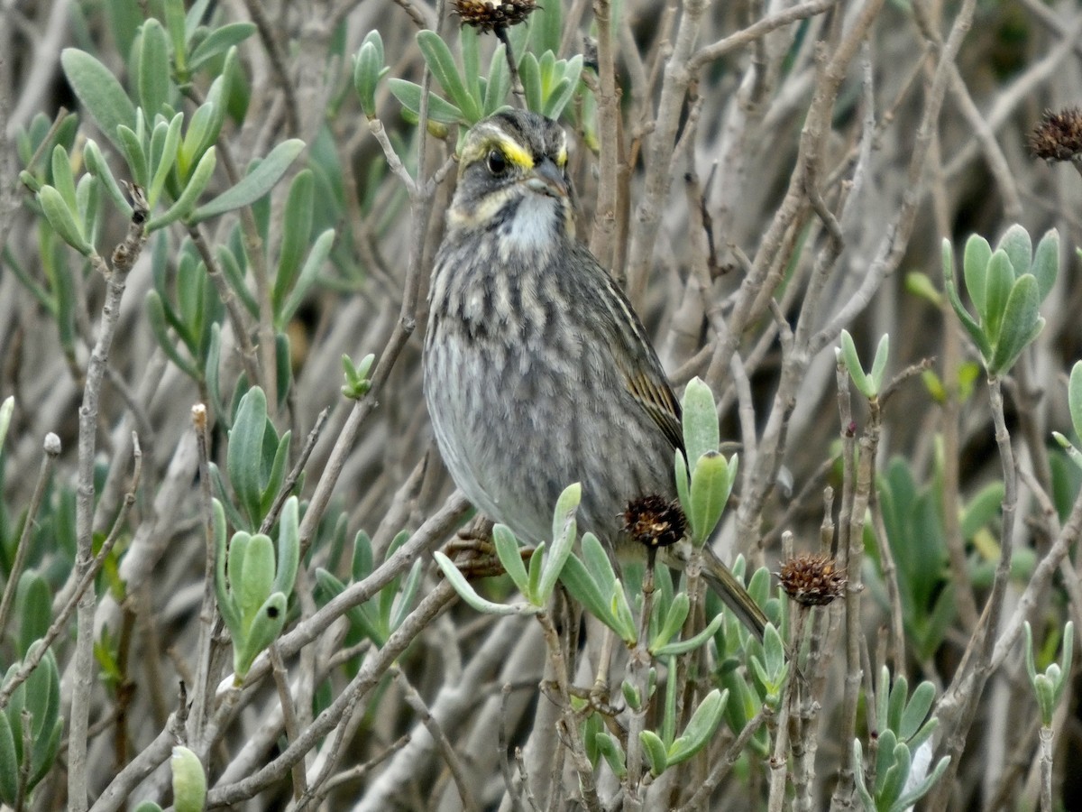 Seaside Sparrow - ML646057887