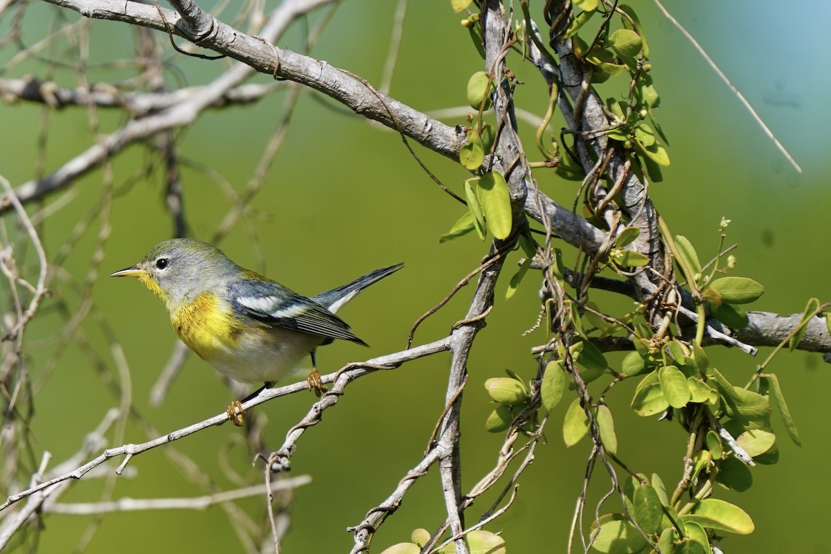 Northern Parula - ML646057888