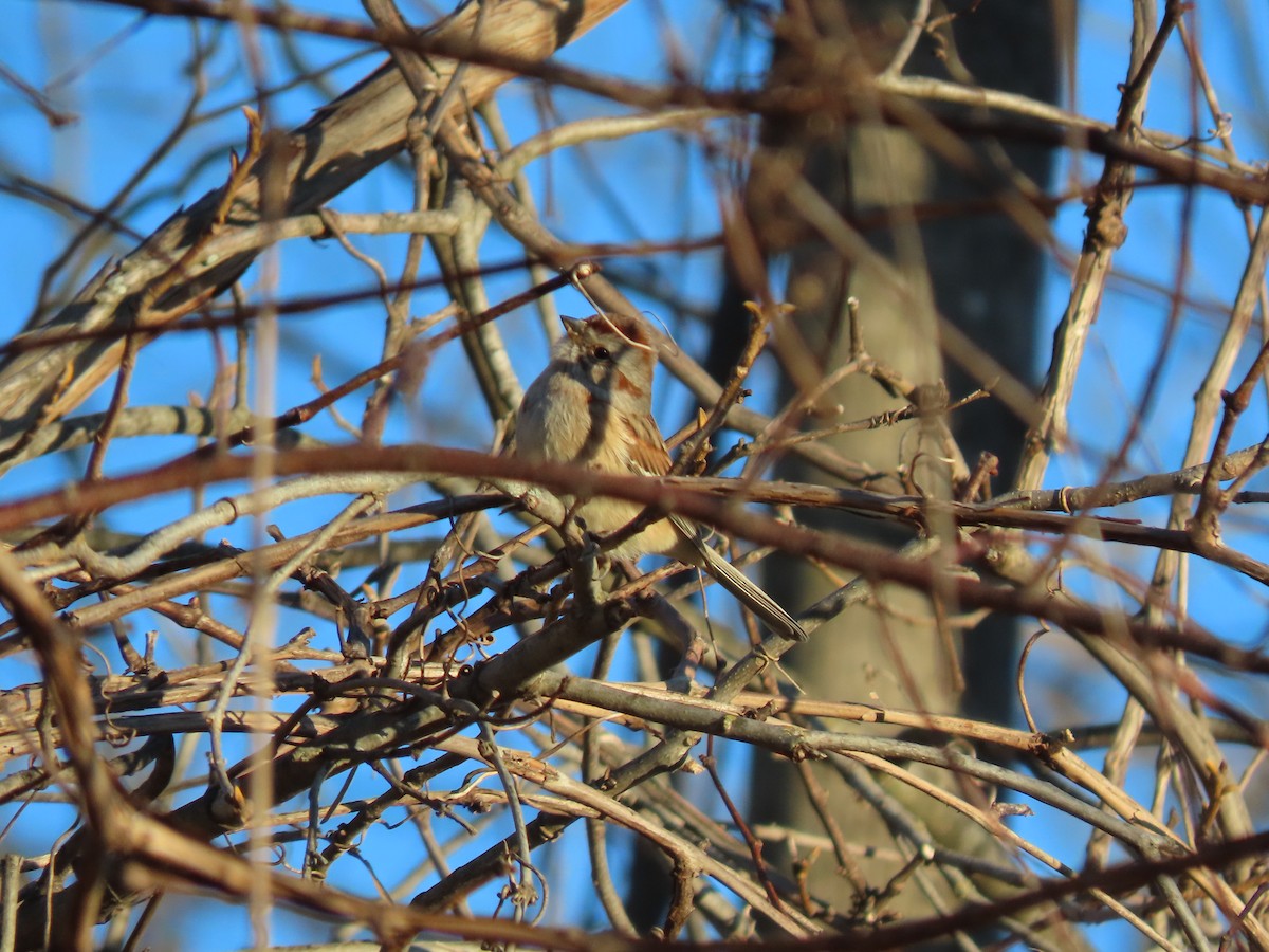 American Tree Sparrow - ML646057890